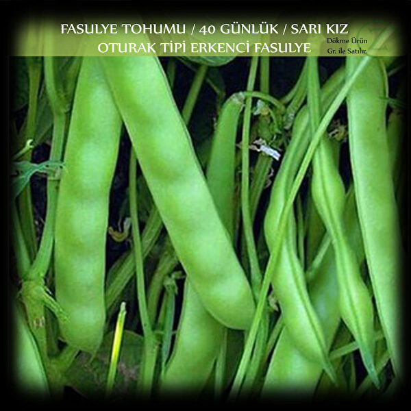 Zencefil Organik Tohum