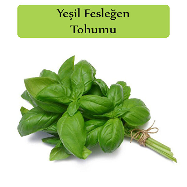 Zencefil Organik Tohum