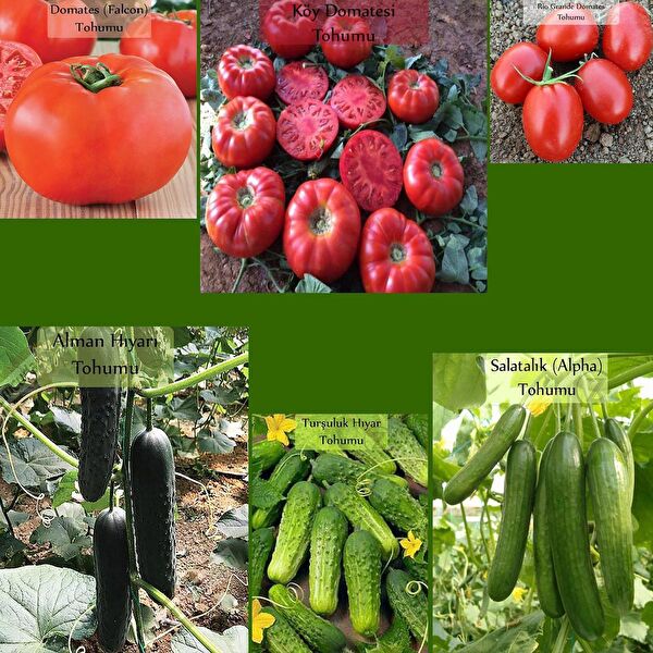 Zencefil Organik Tohum