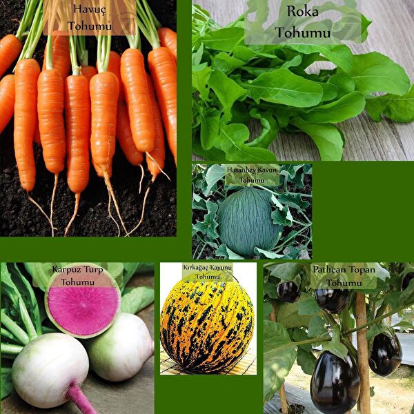 Zencefil Organik Tohum