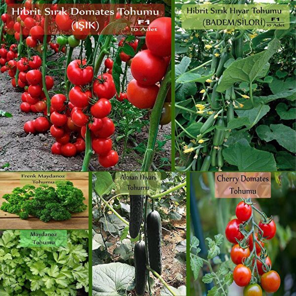 Zencefil Organik Tohum