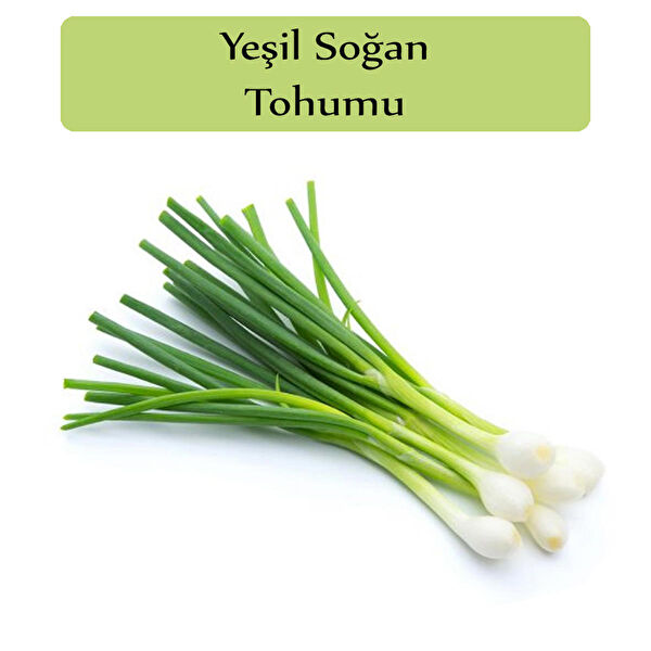 Zencefil Organik Tohum