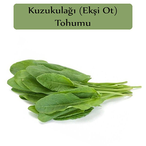 Zencefil Organik Tohum