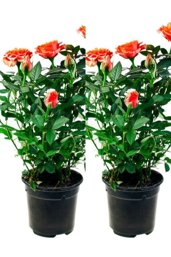 Videolu Yediveren Somon Rengi Gül Fidanı 2 ADET Saksılı/Tüplü 30-55 Cm Bahçe Bitkisi (Orange Rose) — Pazarama ürün görseli
